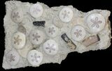 Spectacular Fossil Sand Dollar Cluster With Whale Bone #22841-1